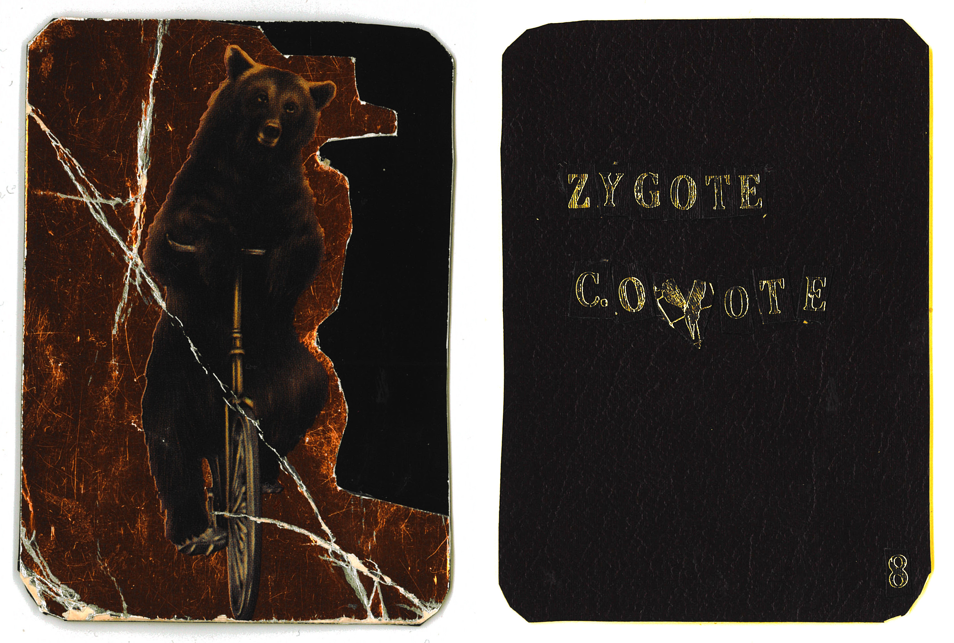 card.8 – the bear you've been waiting for